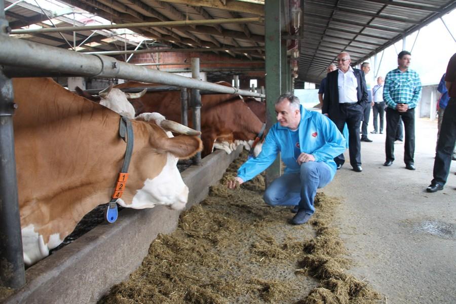 06.082014 posjeta ministra poljoprivrede, vodoprivrede i sumarstva farmi krava muzara Ledenicka dolina